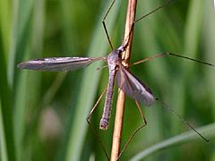 Marsh Crane Fly